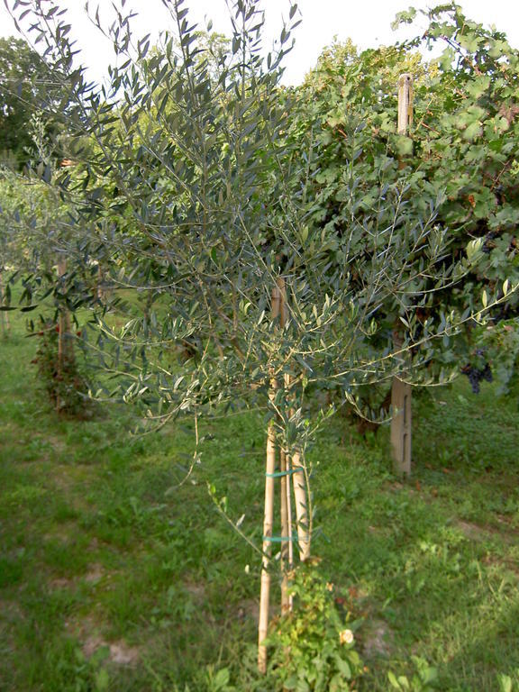 Agriturismo Monteortone Abano Terme Esterno foto
